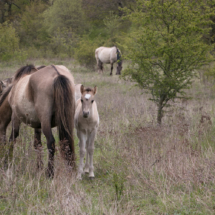 © Frech-Fuchs Photographie / Janine Huber