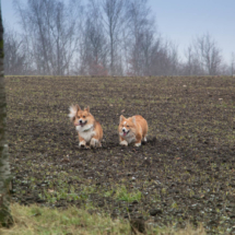 © Frech-Fuchs Photographie / Janine Huber