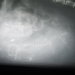 Foto: Nancy Leetz-Rosenbohm