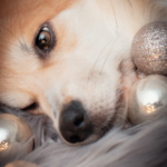 Weihnachtsshooting Cogi Lichter