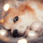 Weihnachtsshooting Cogi Lichter