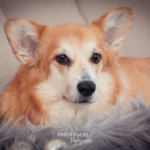 Weihnachtsshooting Cogi Lichter