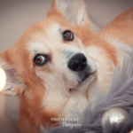 Weihnachtsshooting Cogi Lichter