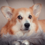 Weihnachtsshooting Cogi Lichter