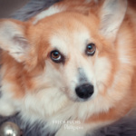 Weihnachtsshooting Cogi Lichter