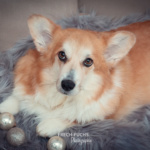 Weihnachtsshooting Cogi Lichter