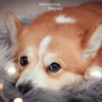 Weihnachtsshooting Cogi Lichter