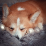 Weihnachtsshooting Cogi Lichter