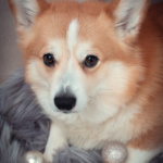 Weihnachtsshooting Cogi Lichter