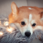 Weihnachtsshooting Cogi Lichter