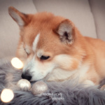 Weihnachtsshooting Cogi Lichter