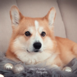 Weihnachtsshooting Cogi Lichter