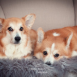 Weihnachtsshooting Cogi Lichter