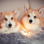 Weihnachtsshooting Cogi Lichter