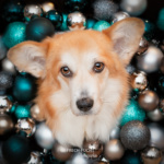 Weihnachtskugeln Kranz basteln Corgi Türkis