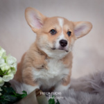Welpen Corgi Bilder Shooting Wikinger Motiv