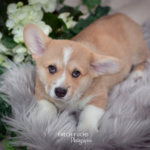 Welpen Corgi Bilder Shooting Wikinger Motiv