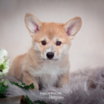 Welpen Corgi Bilder Shooting Wikinger Motiv