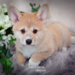 Welpen Corgi Bilder Shooting Wikinger Motiv