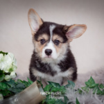 Welpen Corgi Bilder Shooting Wikinger Motiv