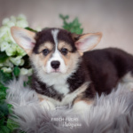 Welpen Corgi Bilder Shooting Wikinger Motiv