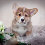 Welpen Corgi Bilder Shooting Wikinger Motiv