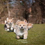 Welpen Corgi Bilder Shooting rennen im gras
