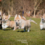 Welpen Corgi Bilder Shooting rennen im gras