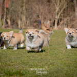 Welpen Corgi Bilder Shooting rennen im gras
