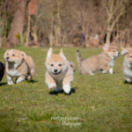 Welpen Corgi Bilder Shooting rennen im gras