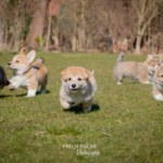 Welpen Corgi Bilder Shooting rennen im gras