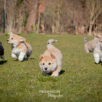 Welpen Corgi Bilder Shooting rennen im gras
