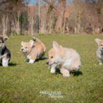 Welpen Corgi Bilder Shooting rennen im gras