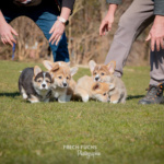Welpen Corgi Bilder Shooting rennen im gras