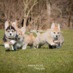 Welpen Corgi Bilder Shooting rennen im gras