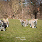 Welpen Corgi Bilder Shooting rennen im gras