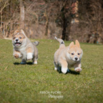 Welpen Corgi Bilder Shooting rennen im gras