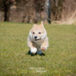 Welpen Corgi Bilder Shooting rennen im gras