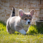 Welpen Corgi Bilder Shooting rennen im gras