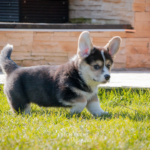Welpen Corgi Bilder Shooting rennen im gras