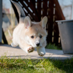 Welpen Corgi Bilder Shooting rennen im gras