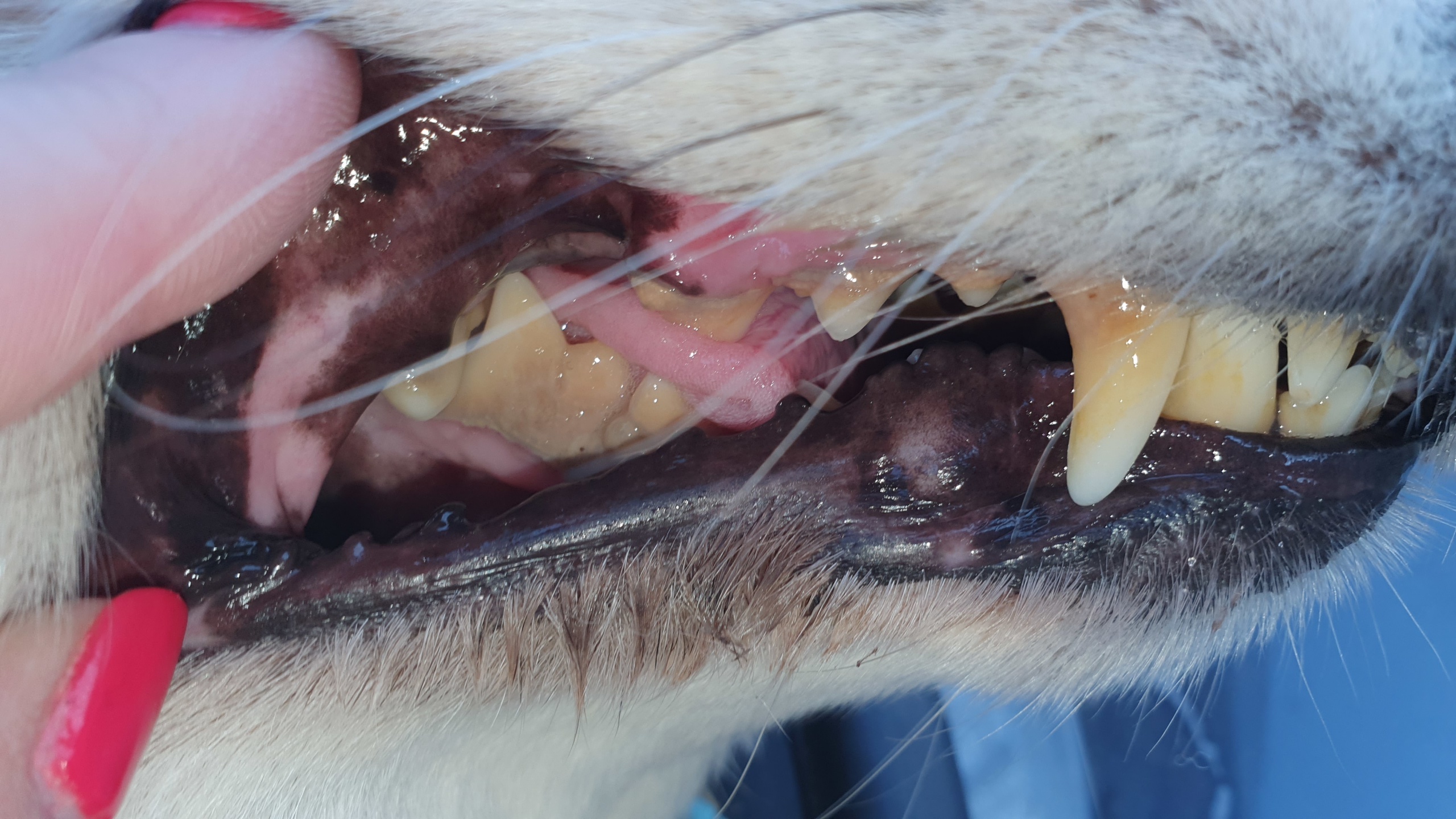 Zahnstein Zahnsanierung Hundeversicherung OP-Versichung