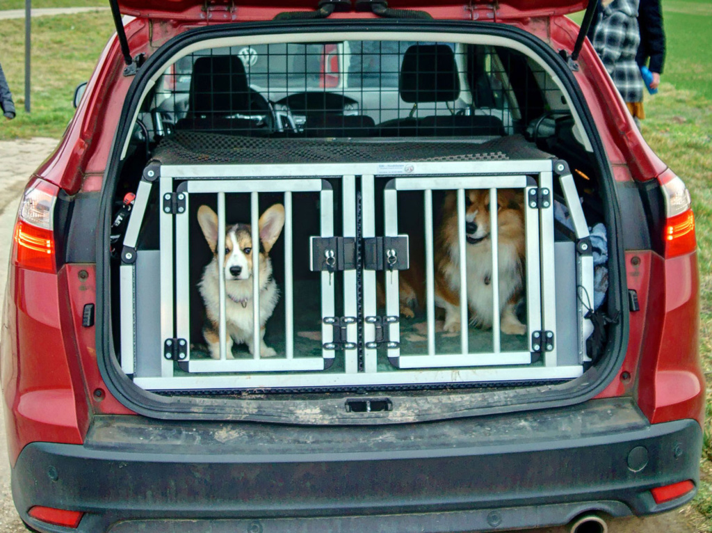 Sicherheit im Auto für Hunde
